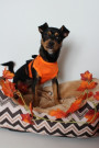 Halloweenie and others are in need of loving homes